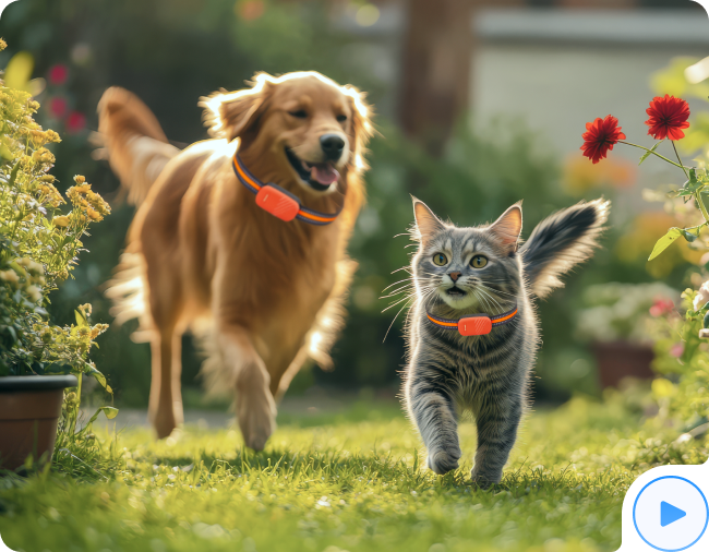 petzee software